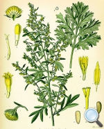 Artemisia absinthium