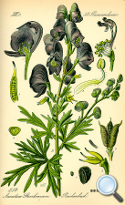 Aconitum napellus