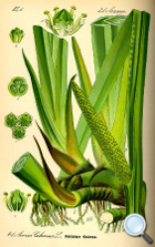 Acorus calamus