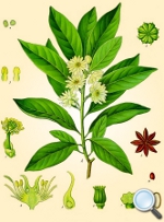 Illicium anisatum