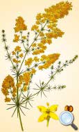 Galium verum