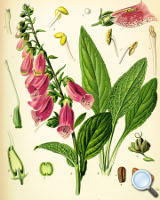 Digitalis purpurea