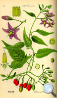 Solanum dulcamara