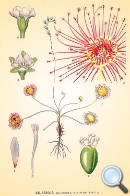 Drosera rotundifolia