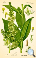 Veratrum Album